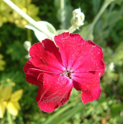 red flower