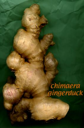 chimaera gingerduck